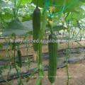 CU21 Lilv alle weiblichen hybriden Gurkensamengewächshaus, das Gemüsesamen pflanzt